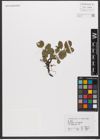 Foto von Salix reticulata L.